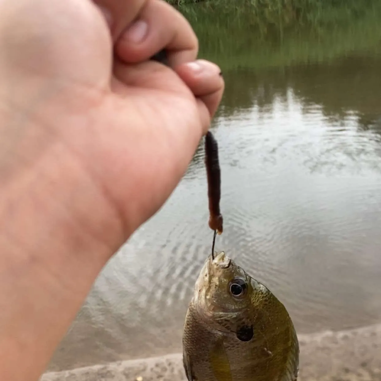 Bluegill caught on Fishbrain