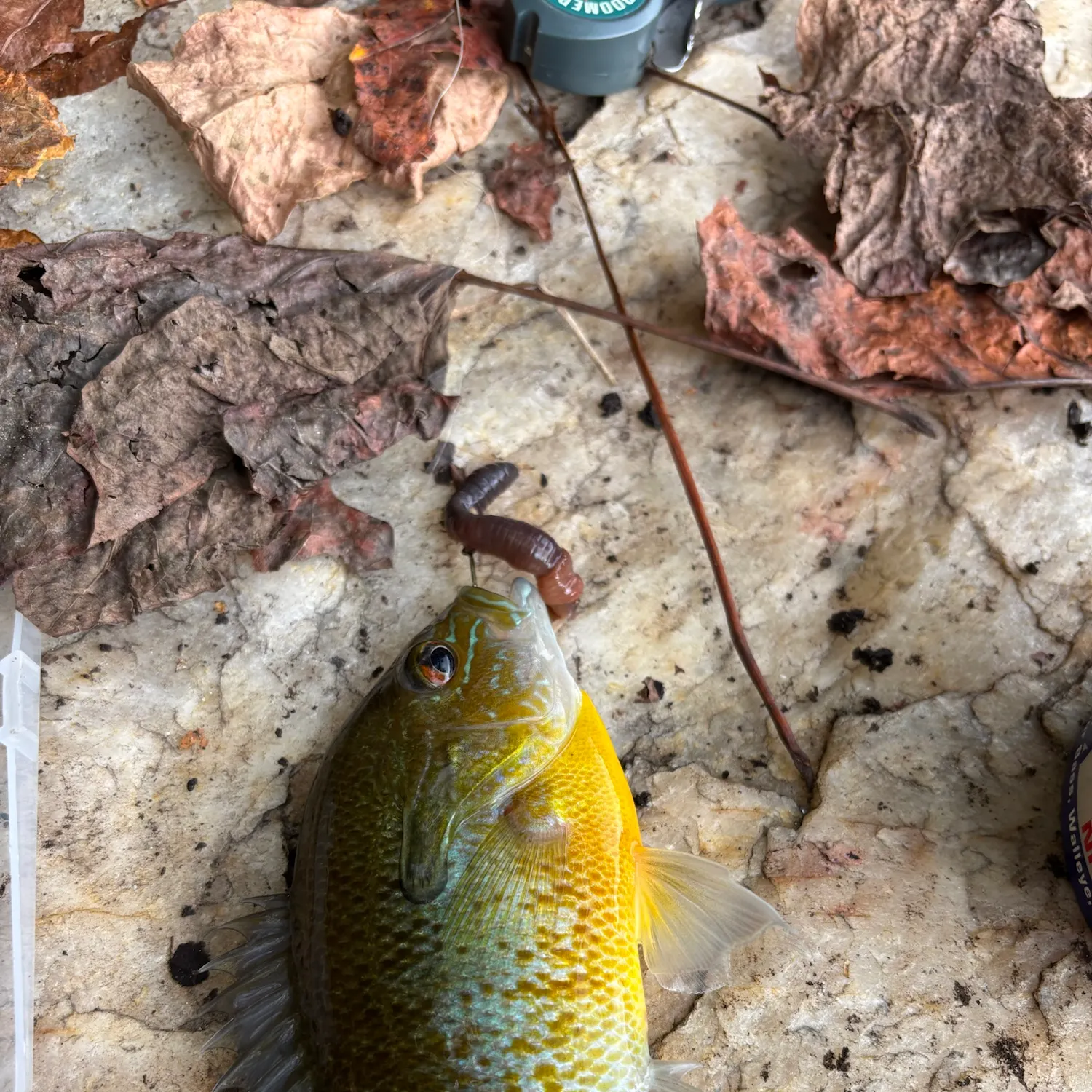 Redbreast sunfish caught on Fishbrain