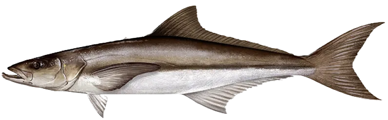 Cobia