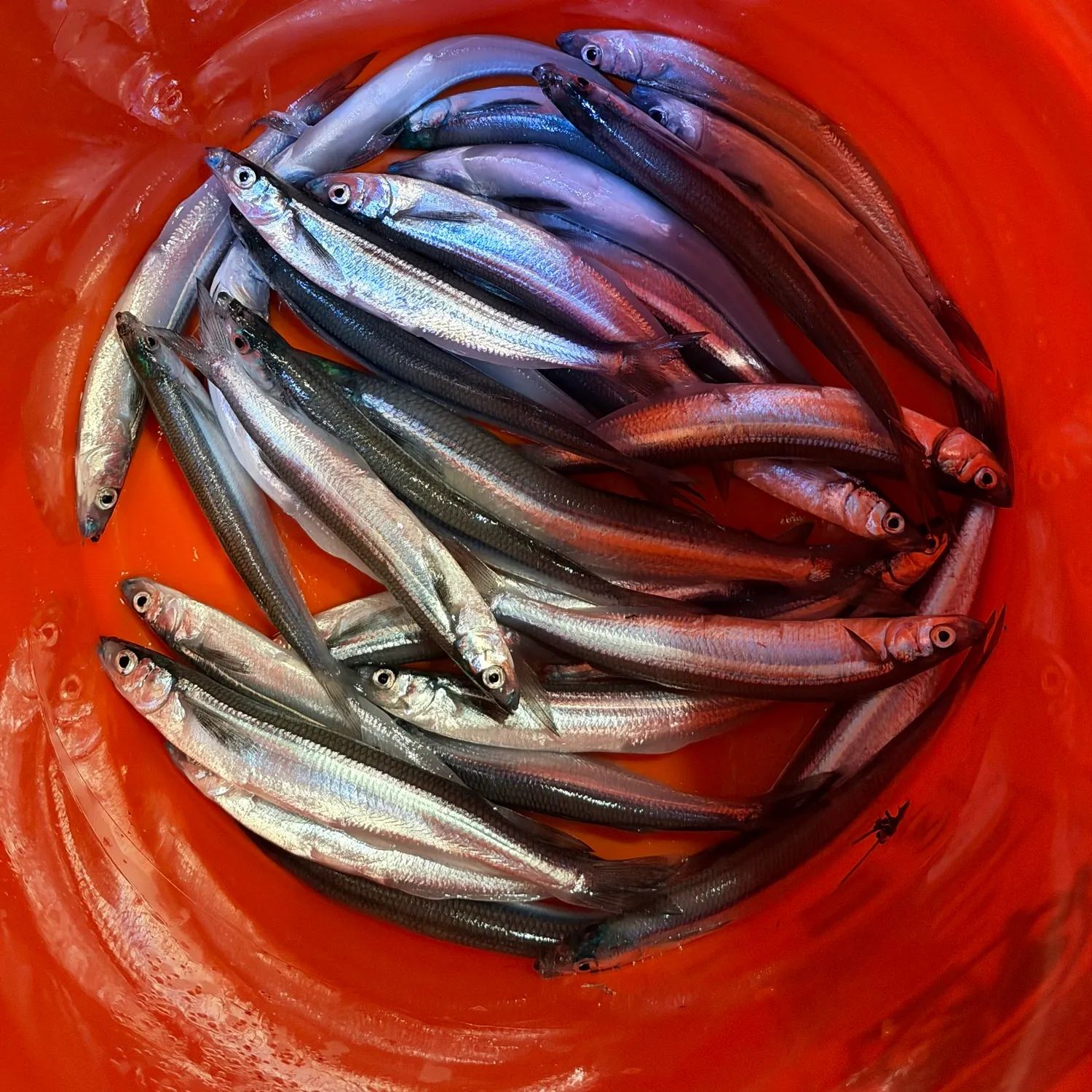The most recent California grunion catches on Fishbrain