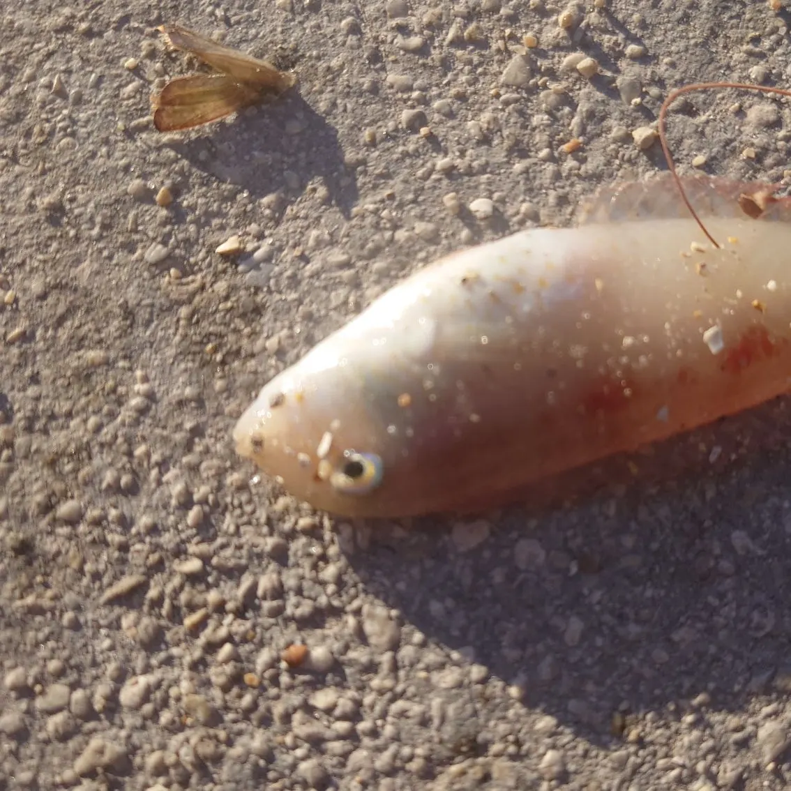The most recent Redband Parrotfish catches on Fishbrain