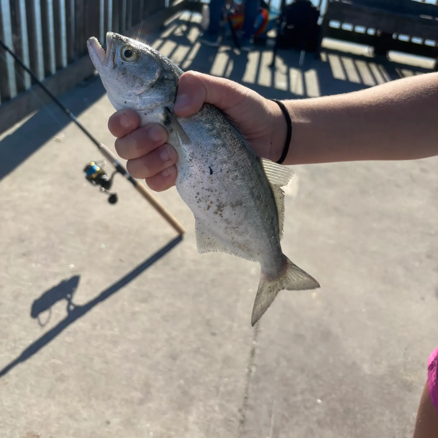 The most recent Bluefish catches on Fishbrain