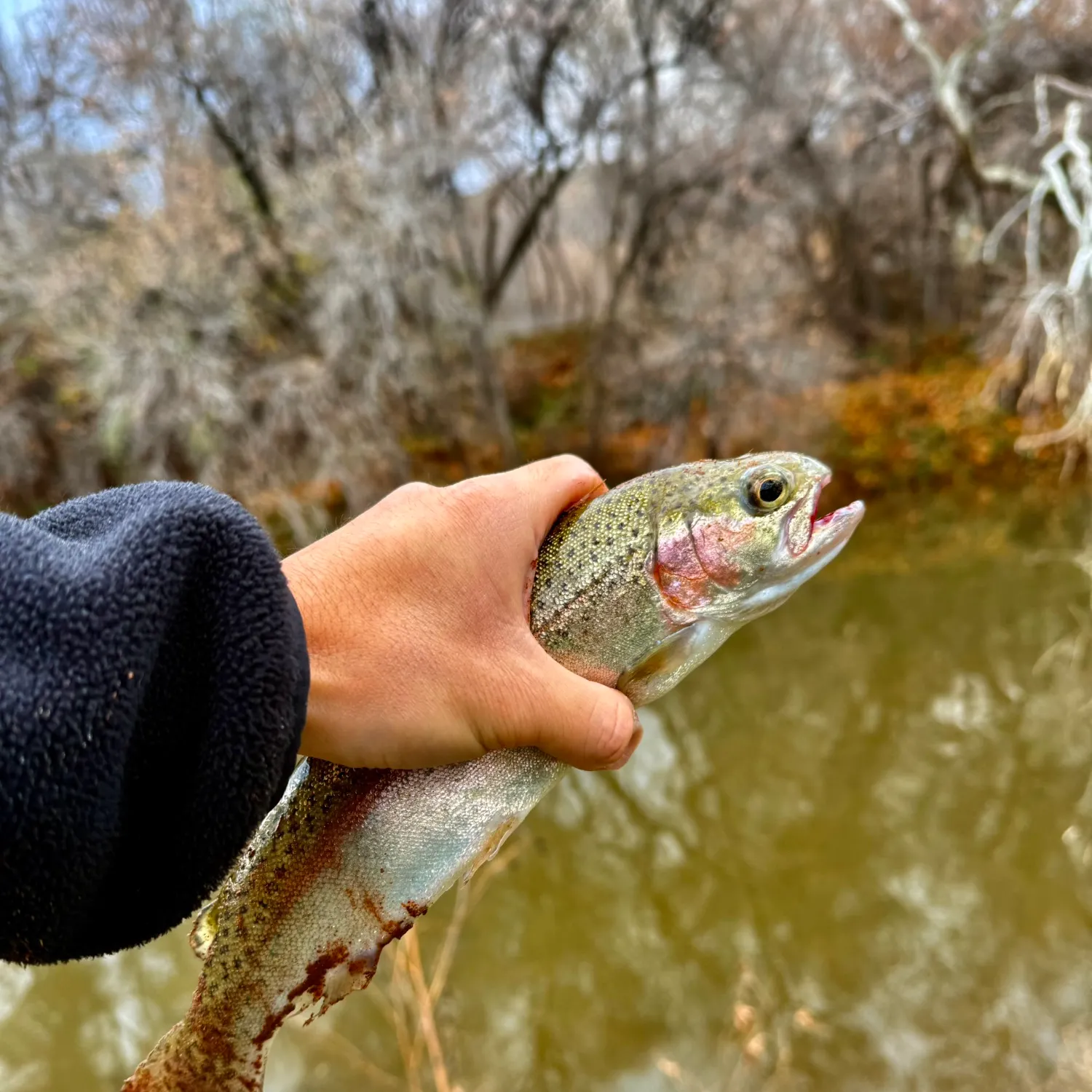 The most recent Rainbow trout catches on Fishbrain