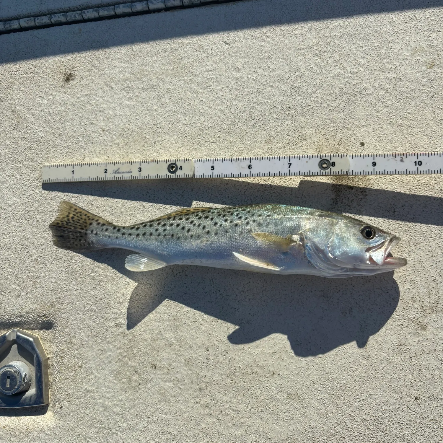 Spotted seatrout caught on Fishbrain