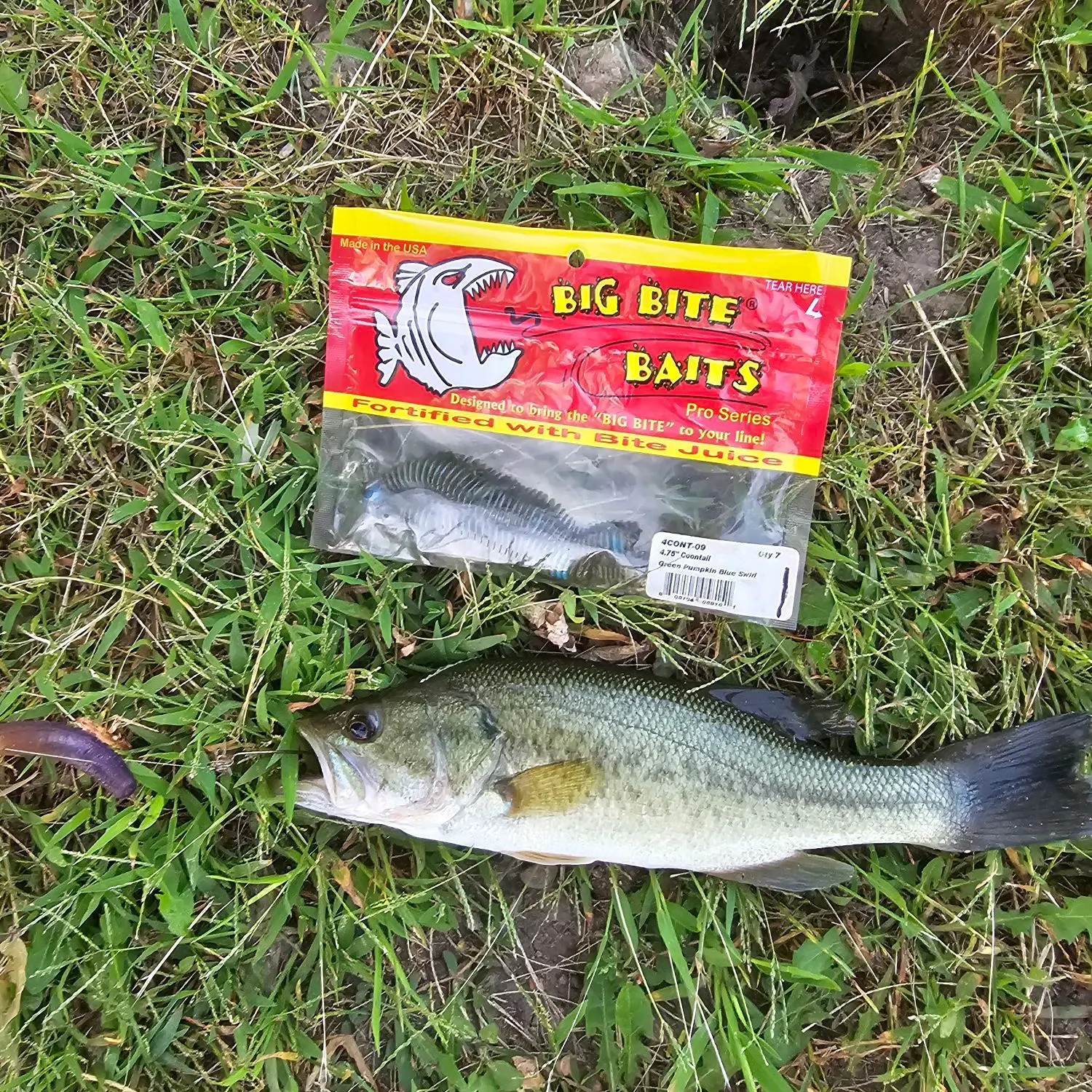 Largemouth bass caught on Fishbrain