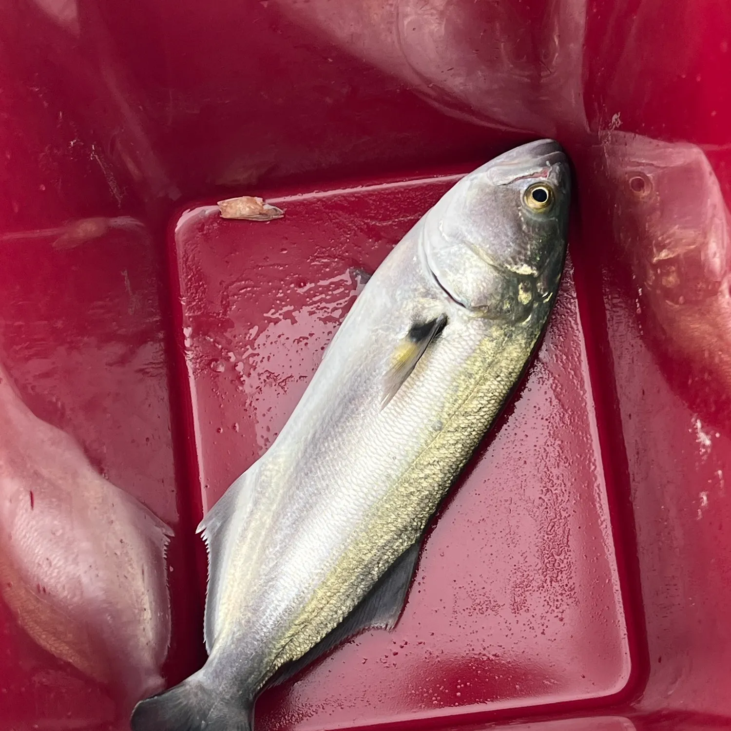 Fish caught on Fishbrain