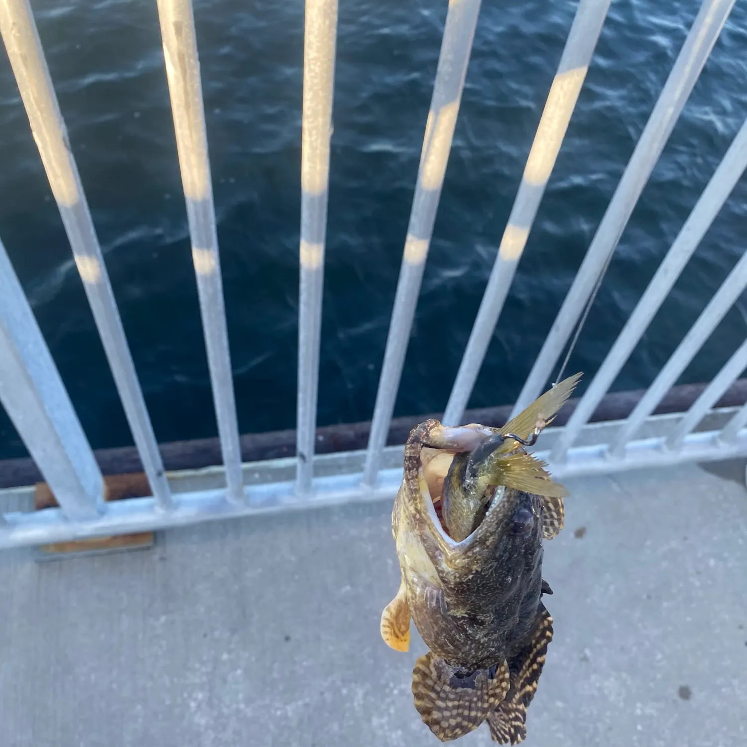 The most recent Oyster toadfish catches on Fishbrain