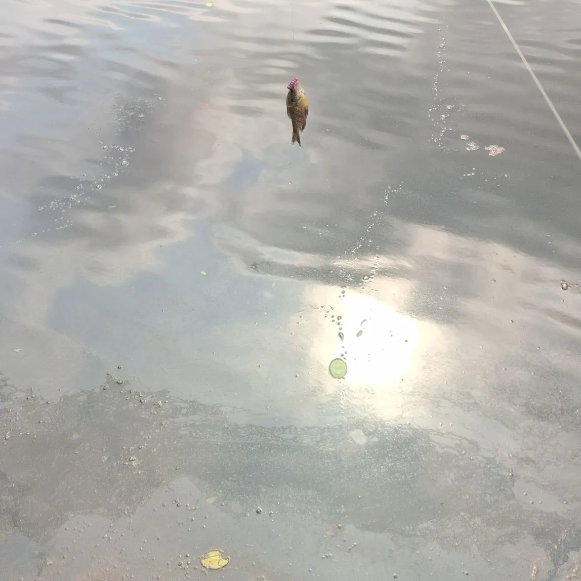 Bluegill caught on Fishbrain
