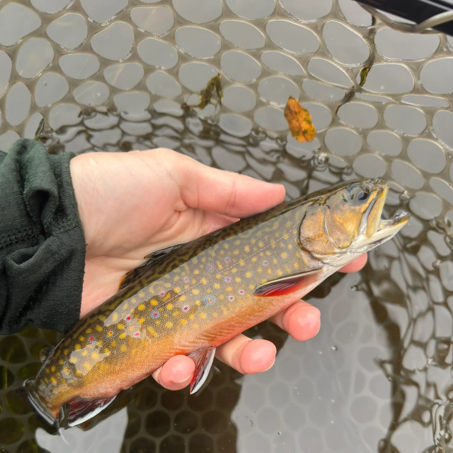 Brook trout caught on Fishbrain