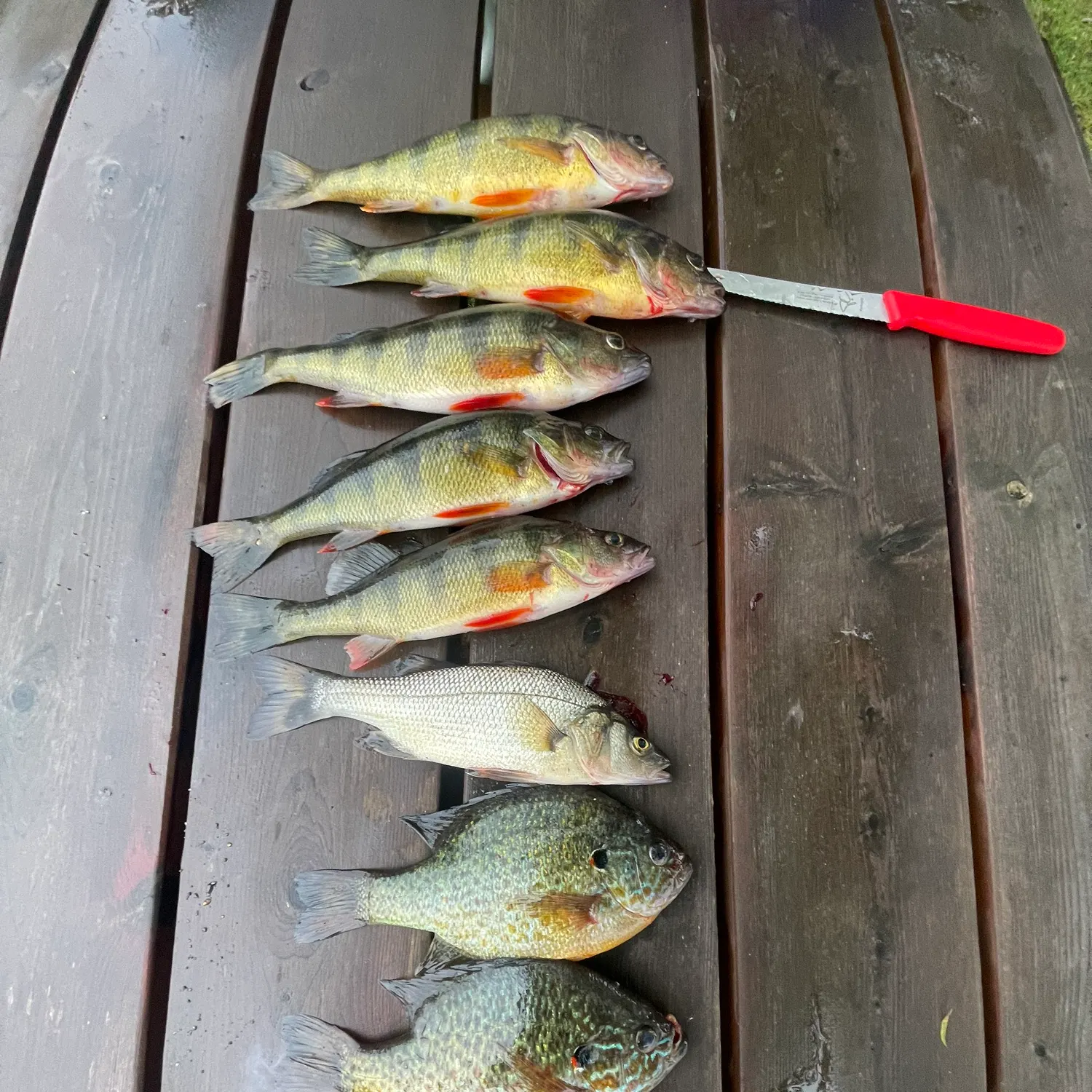 recently logged catches