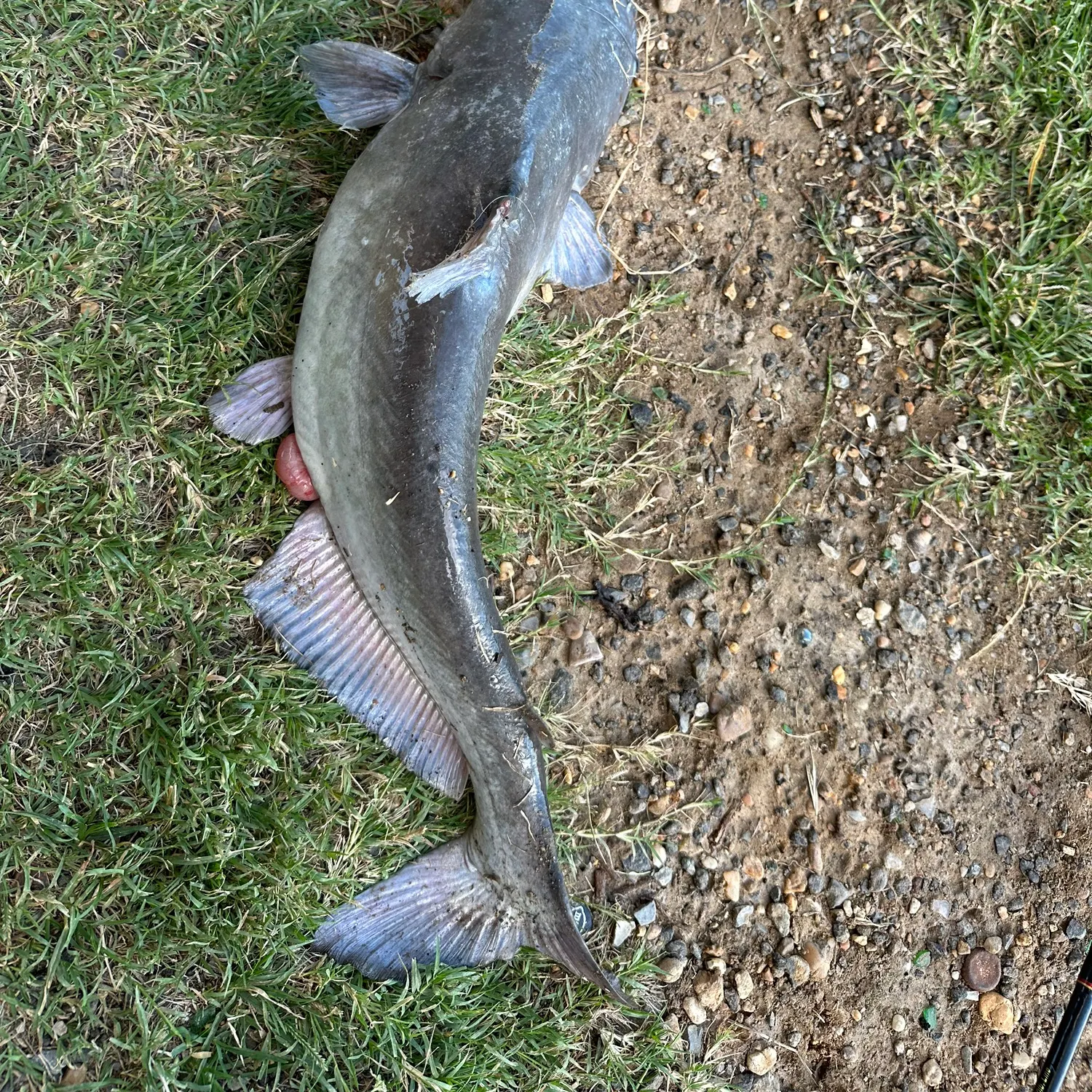 Blue catfish caught on Fishbrain
