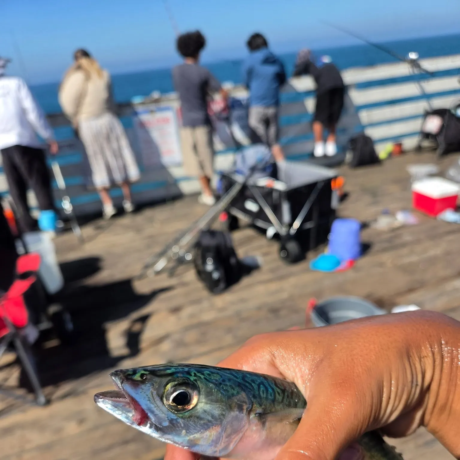 Pacific chub mackerel caught on Fishbrain