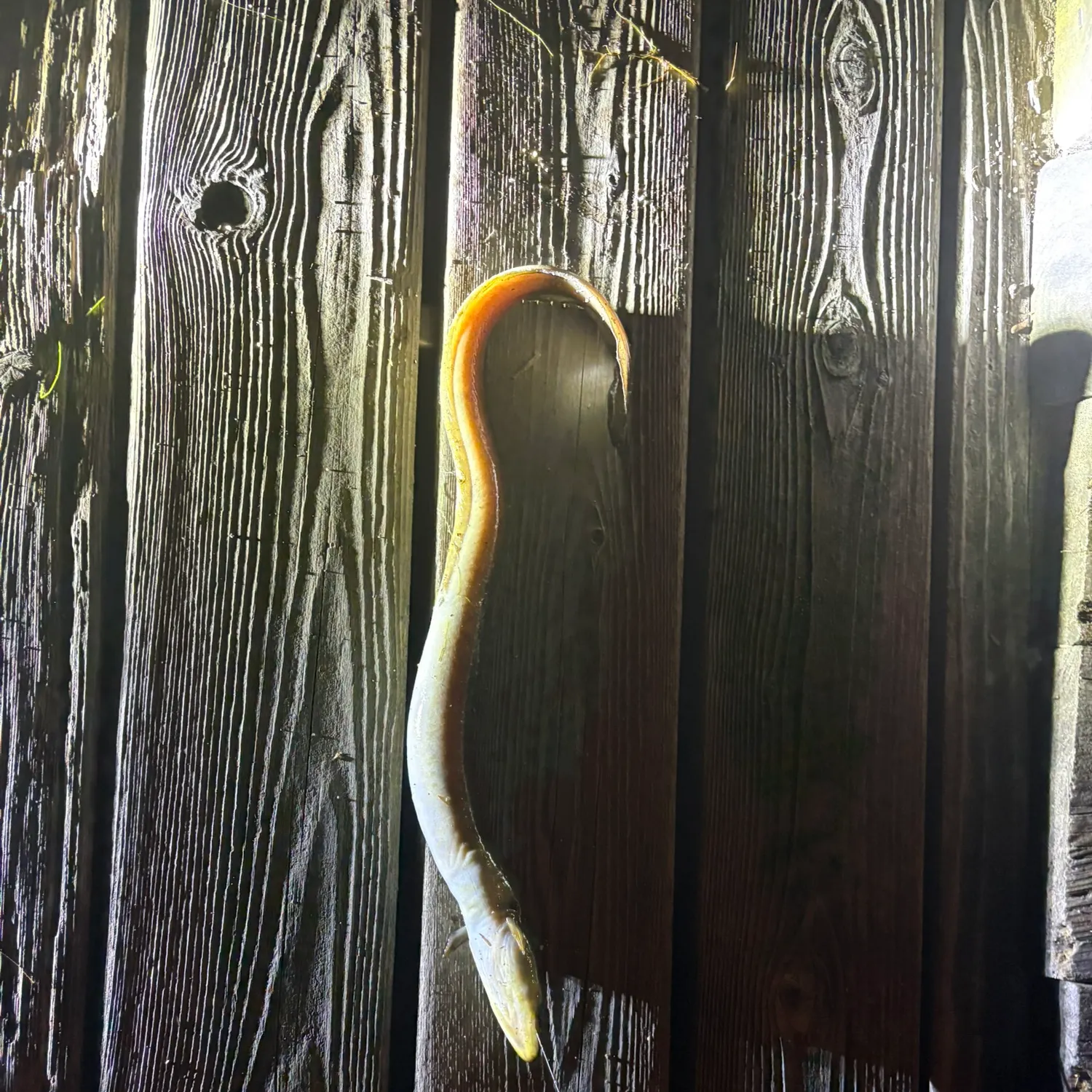 American eel caught on Fishbrain