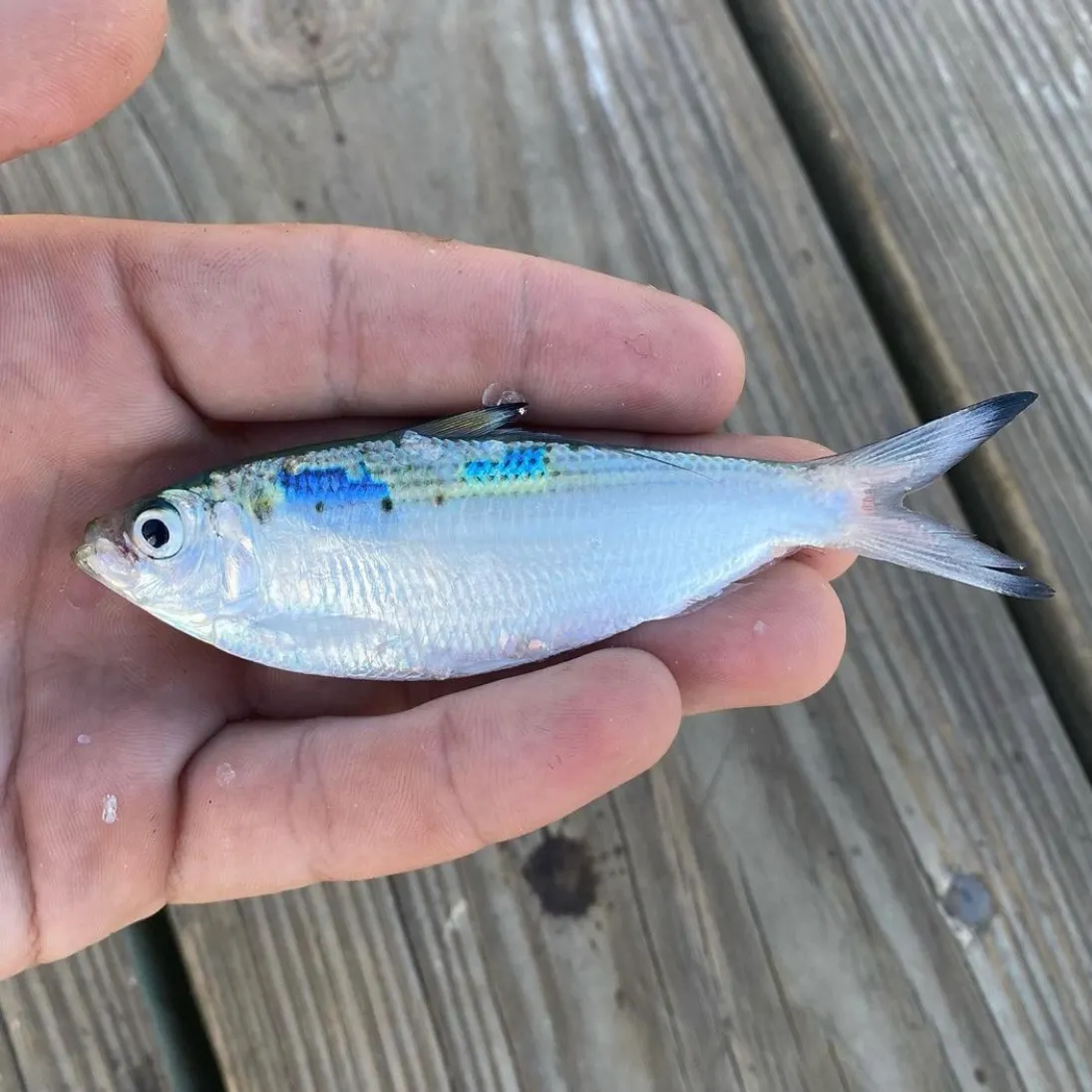 The most recent Atlantic thread herring catches on Fishbrain