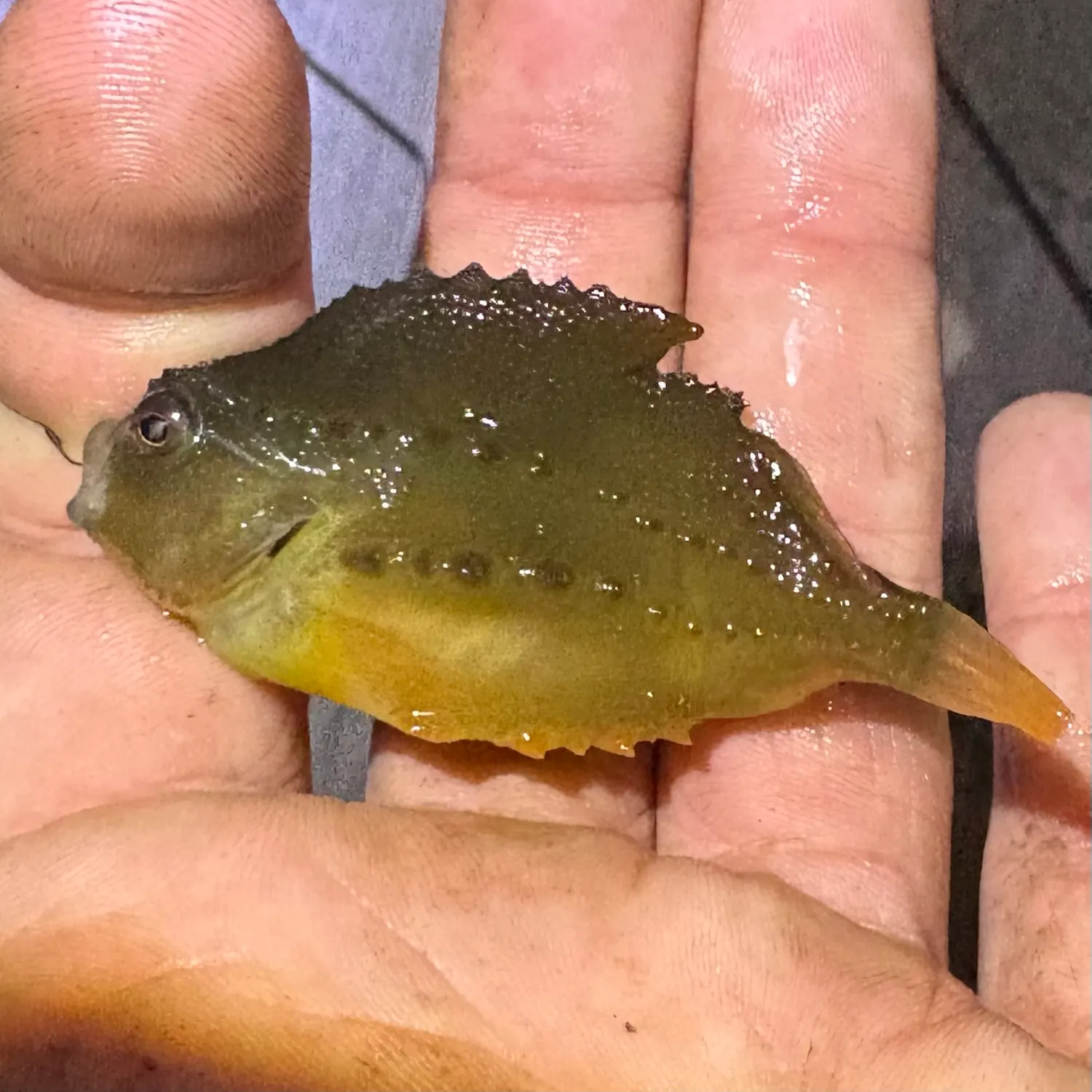 Lumpsucker caught on Fishbrain