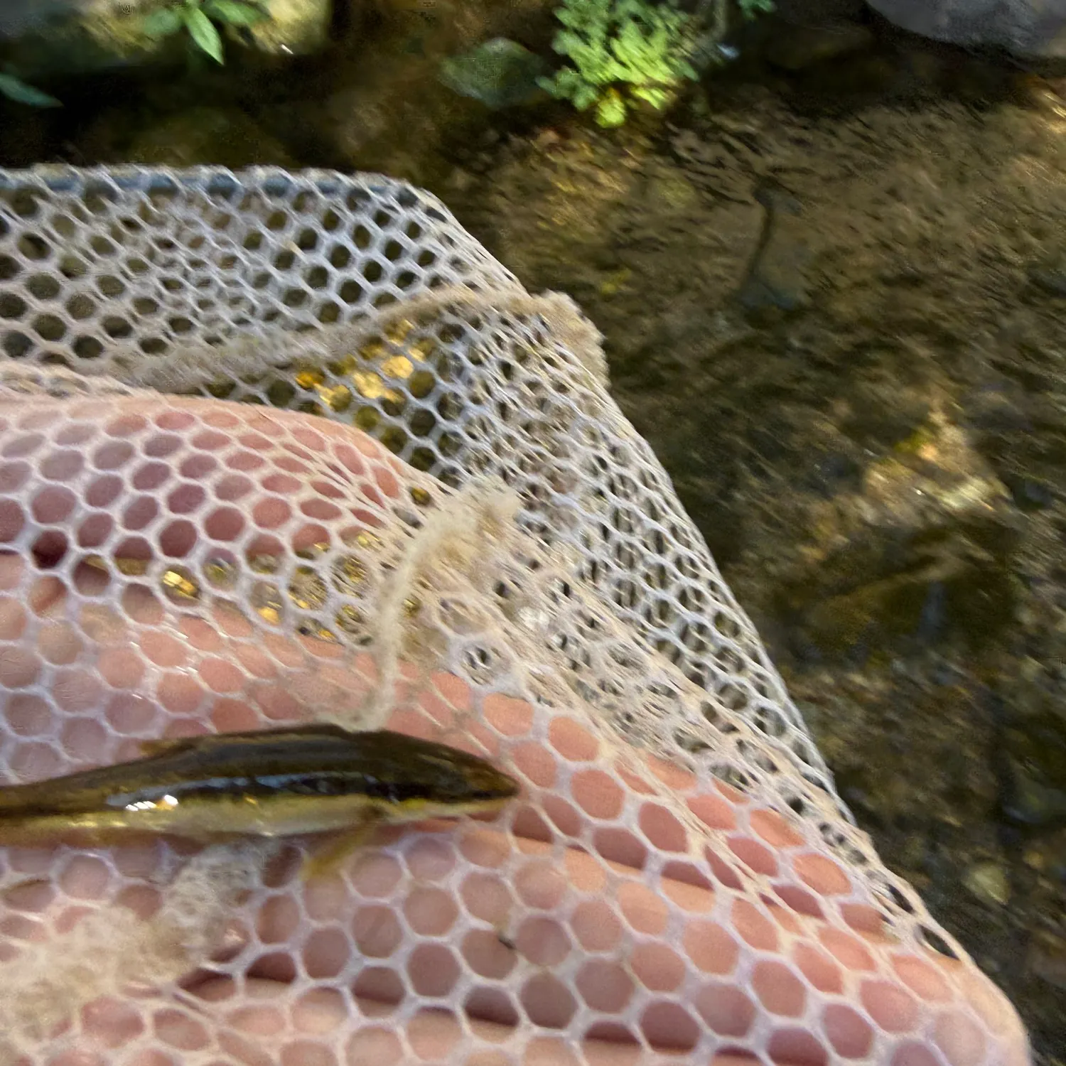 Eastern blacknose dace caught on Fishbrain