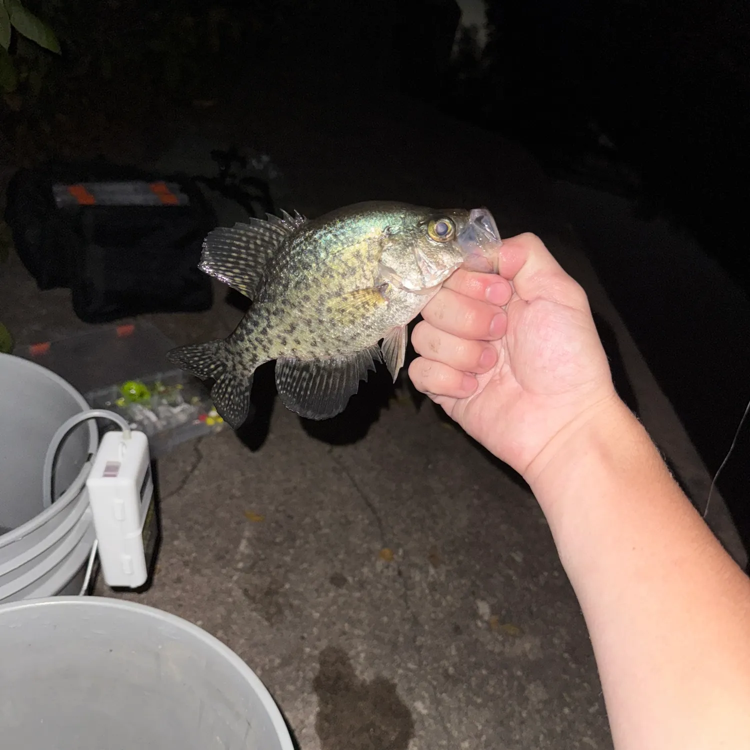Black crappie caught on Fishbrain