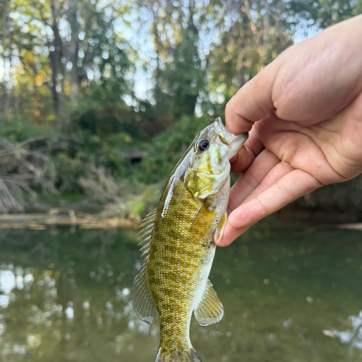 Smallmouth bass caught on Fishbrain