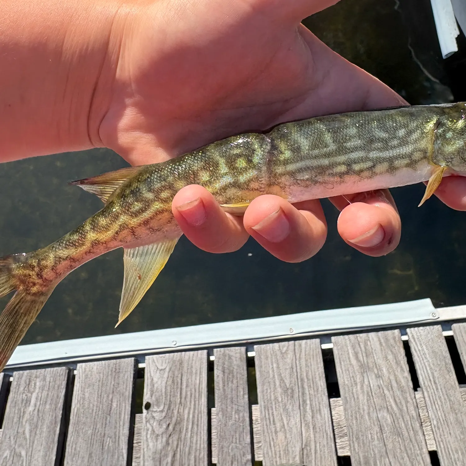 Chain pickerel caught on Fishbrain