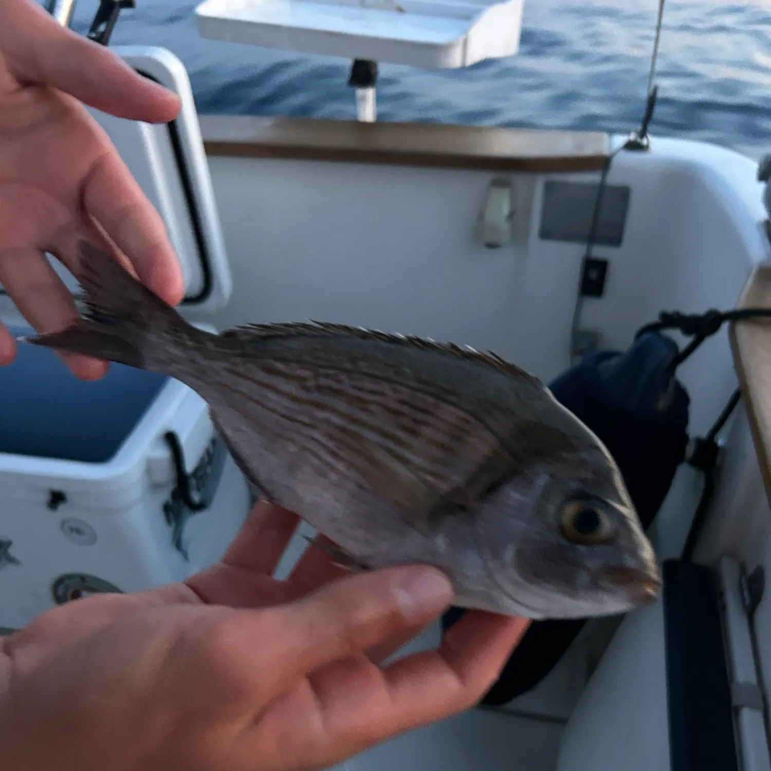 Gilthead seabream caught on Fishbrain