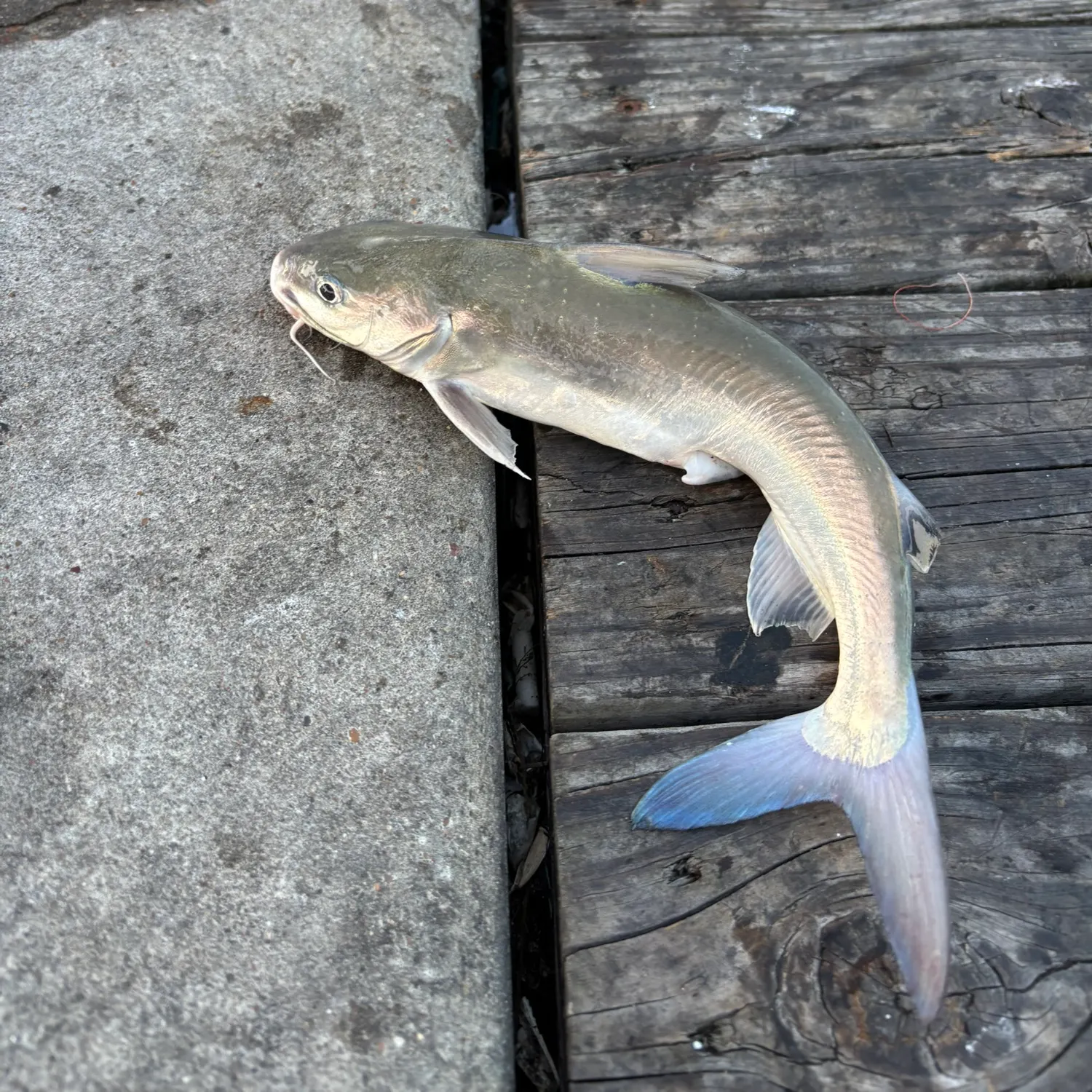 The most recent Coco sea catfish catches on Fishbrain