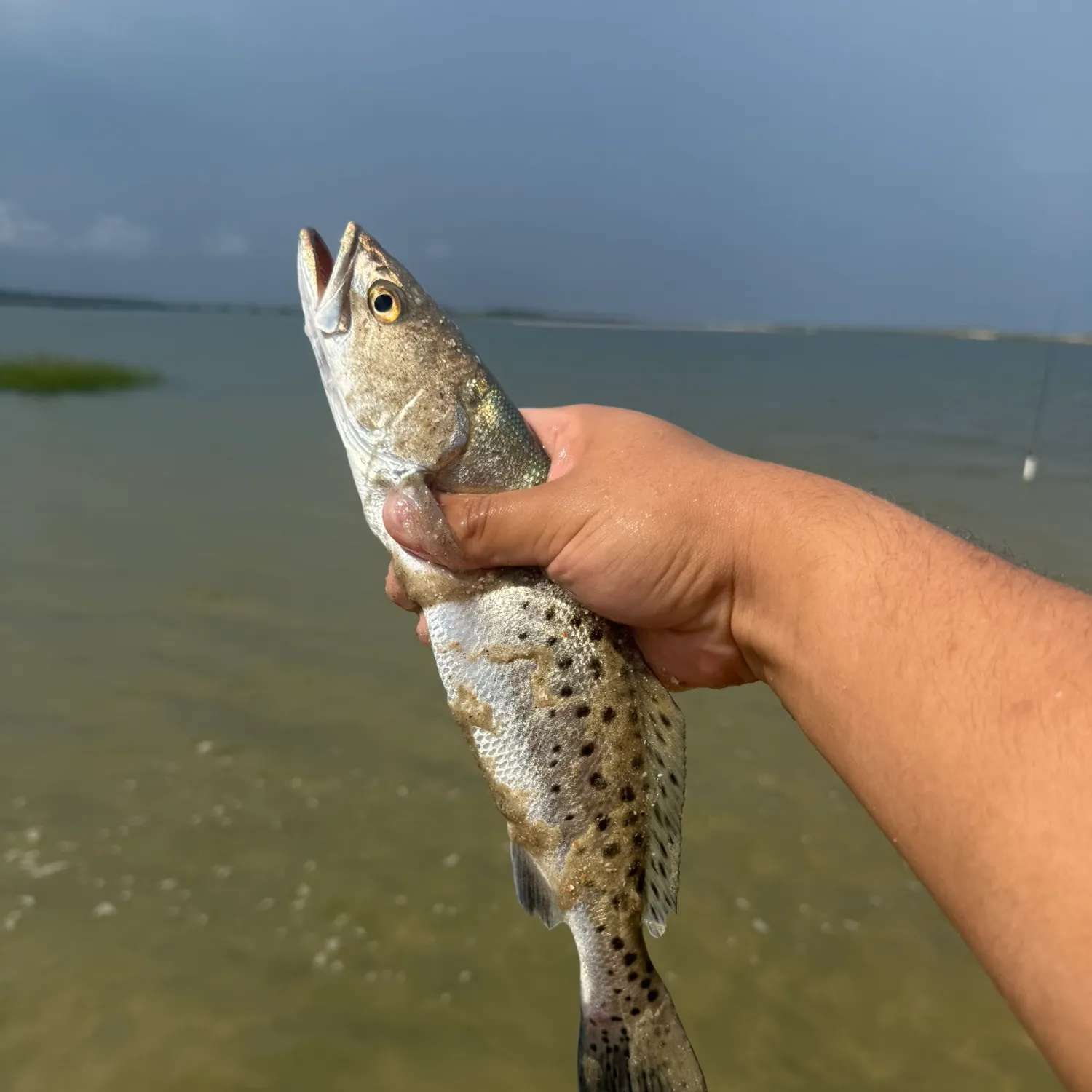Spotted seatrout caught on Fishbrain