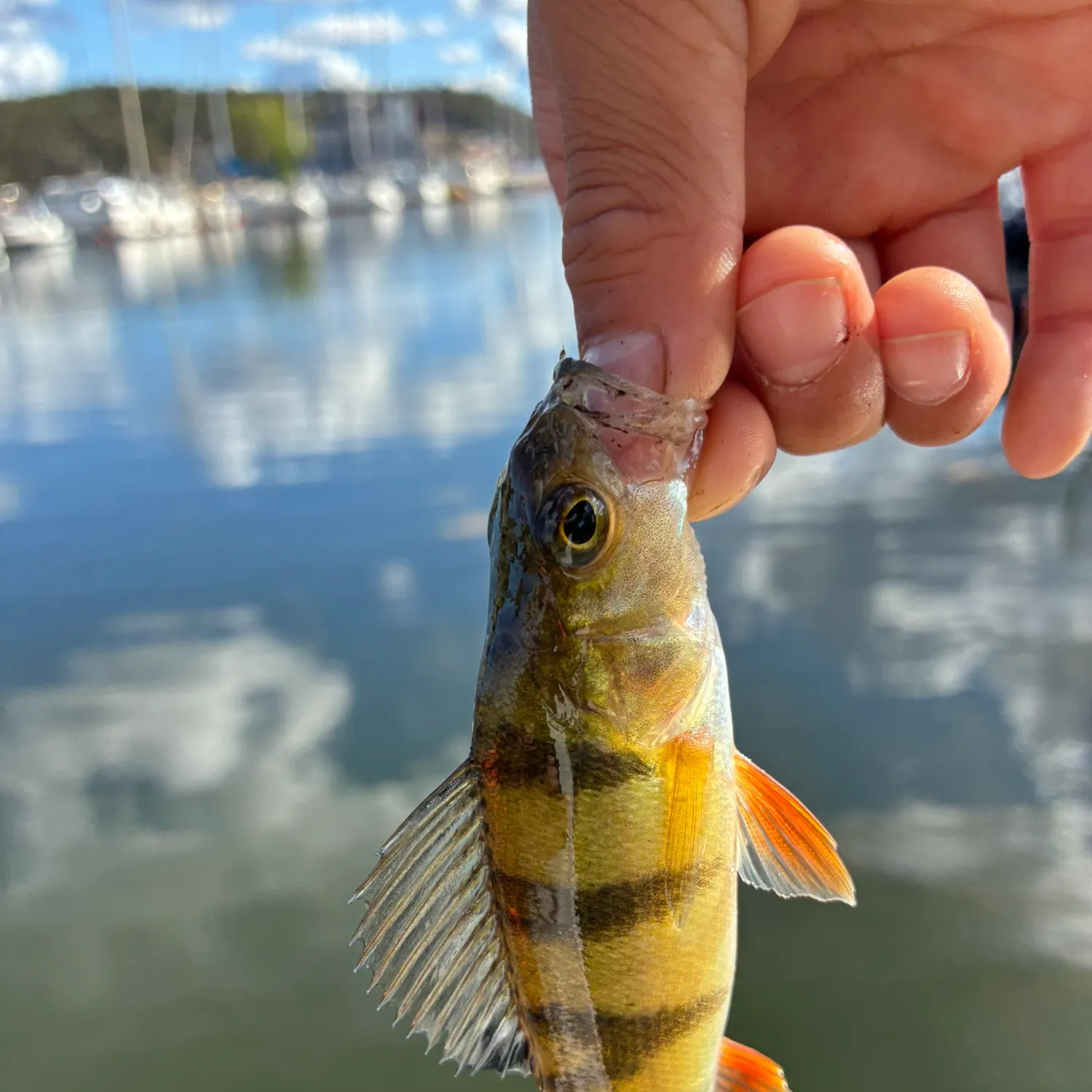 European perch caught on Fishbrain
