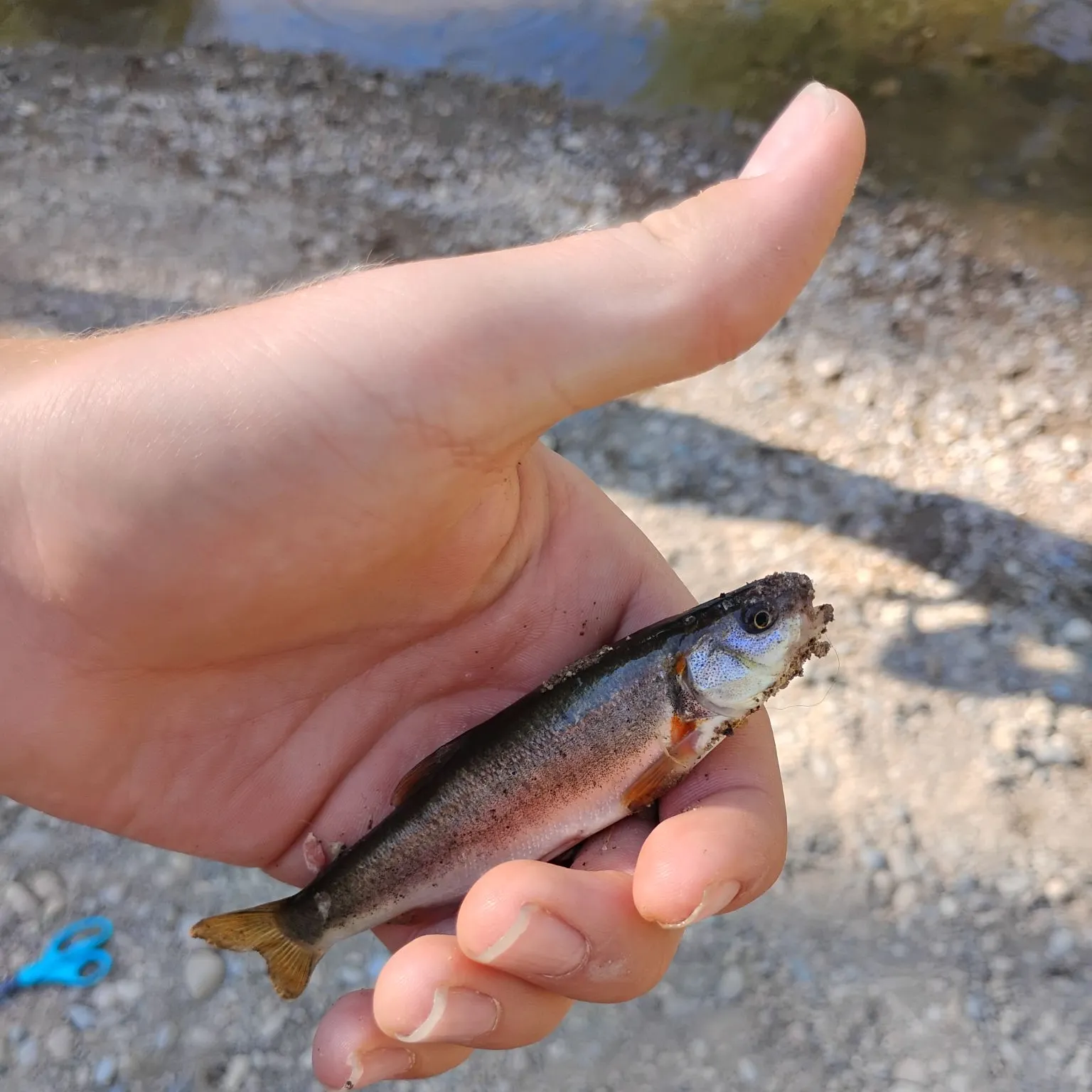 The most recent Northern leatherside chub catches on Fishbrain