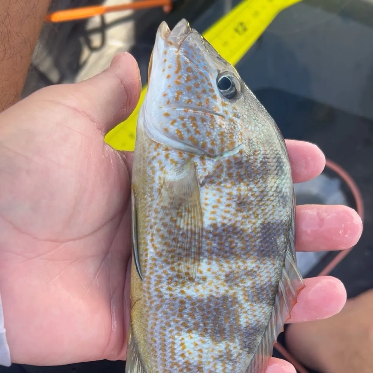 The most recent Sooty grunter catches on Fishbrain