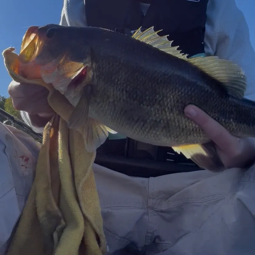 Largemouth bass caught on Fishbrain