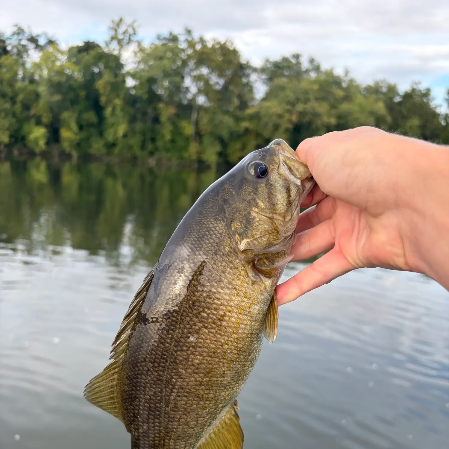 Smallmouth bass caught on Fishbrain