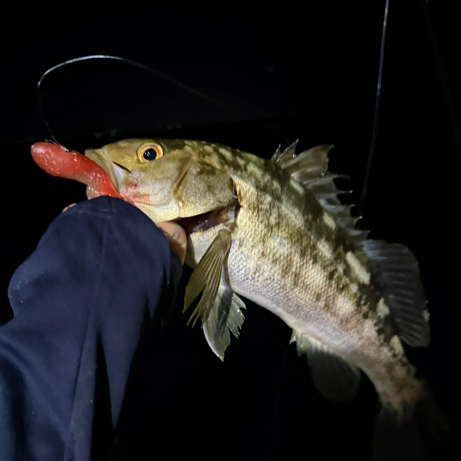 The most recent Kelp bass catches on Fishbrain