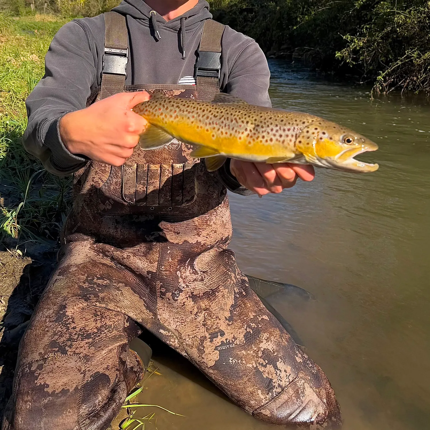 Brown trout caught on Fishbrain
