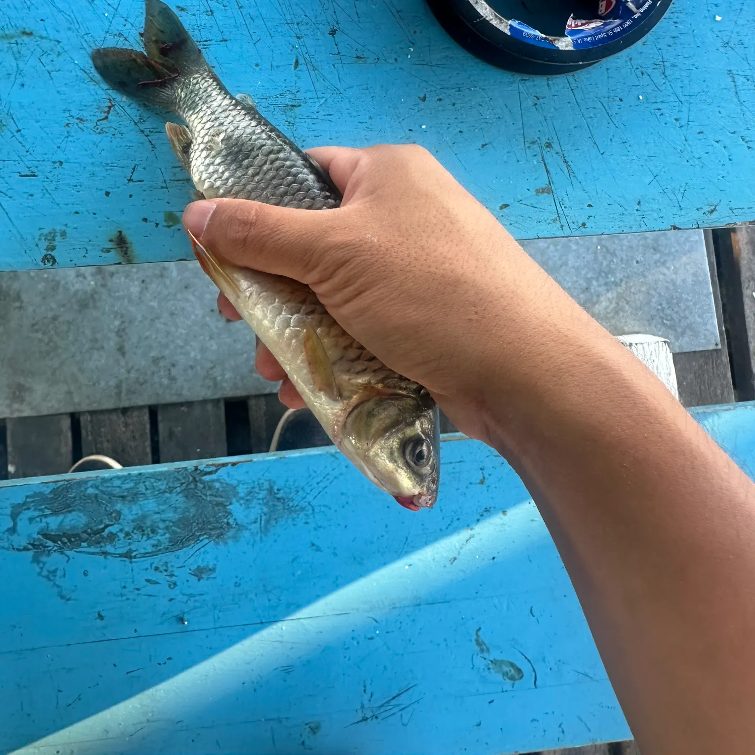 The most recent Boga catches on Fishbrain