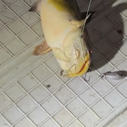Black bullhead caught on Fishbrain