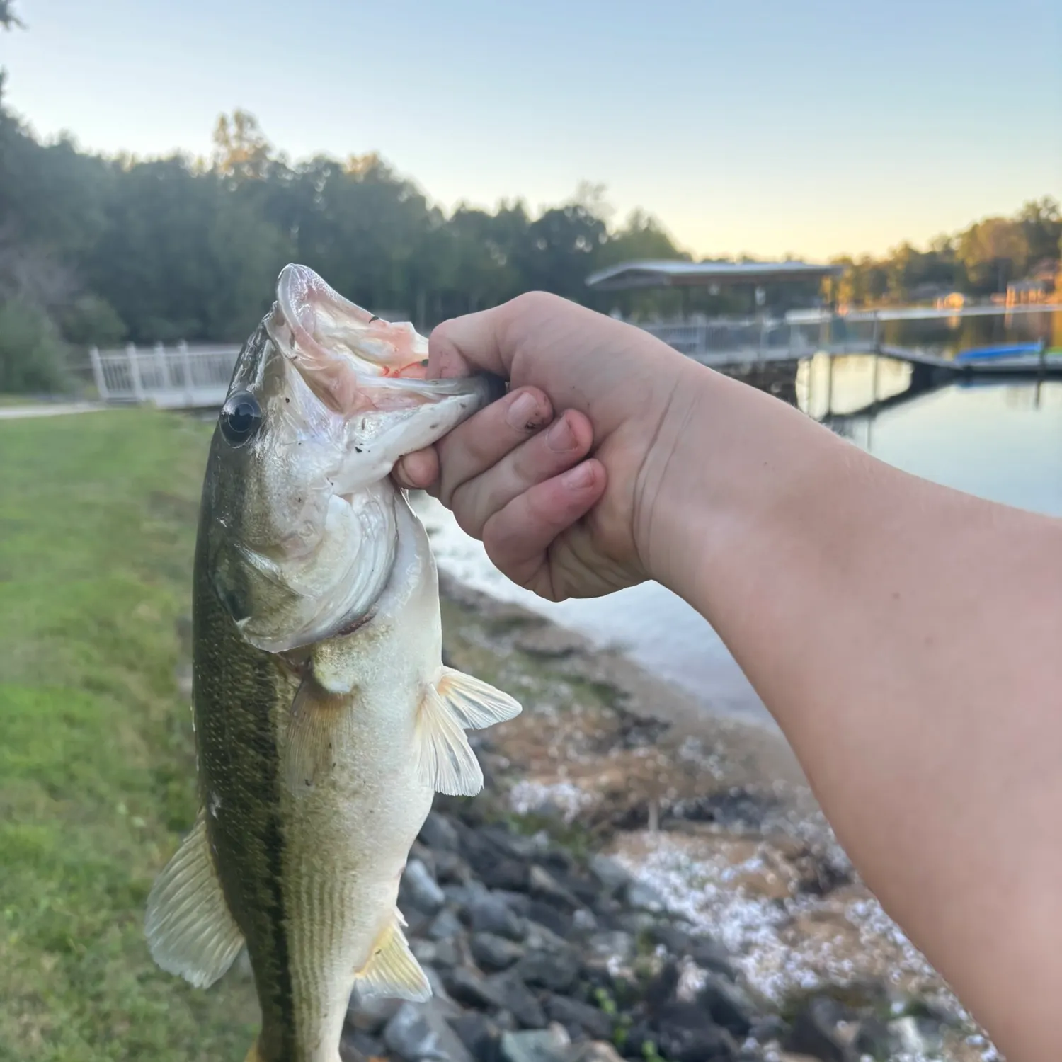 Largemouth bass caught on Fishbrain