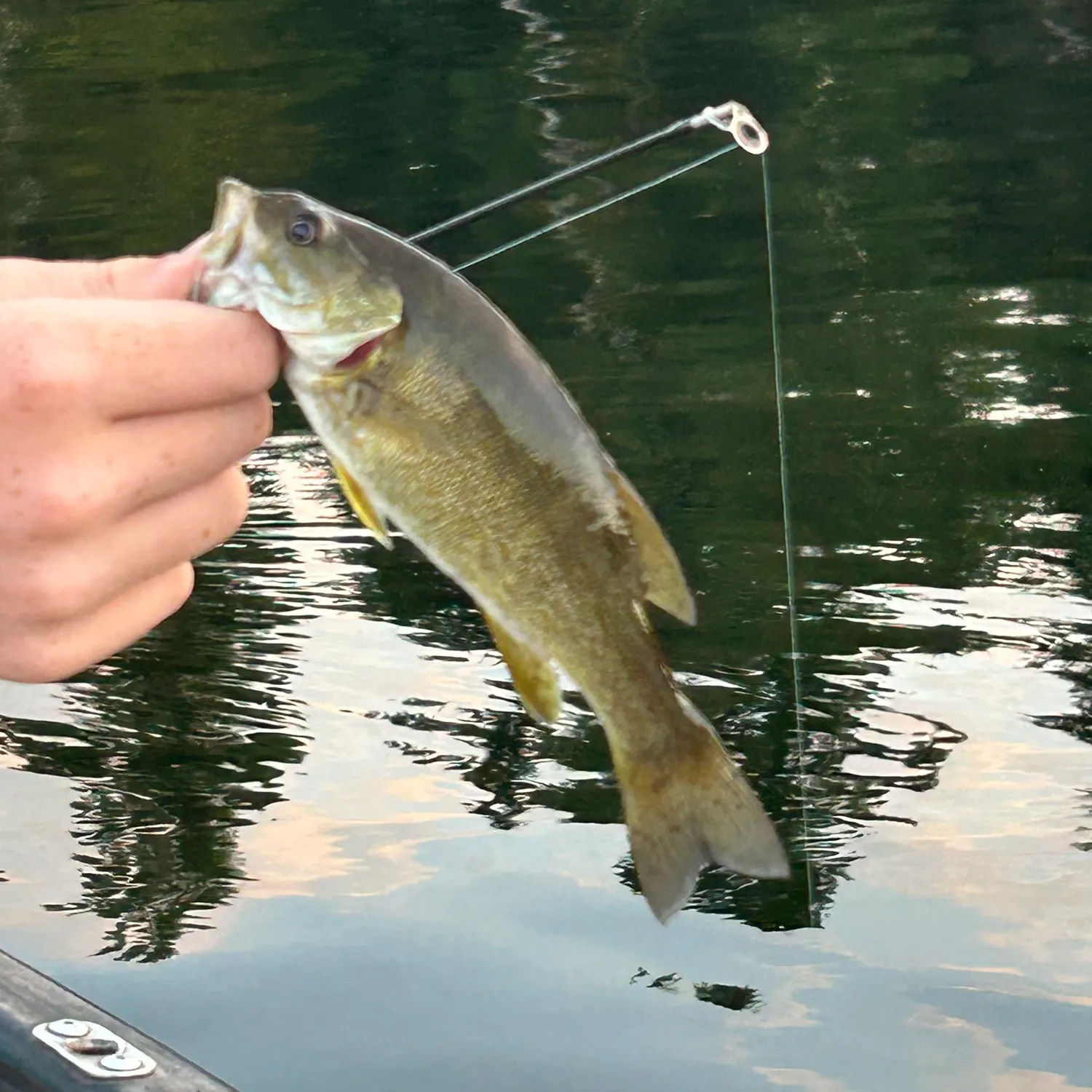 Smallmouth bass caught on Fishbrain