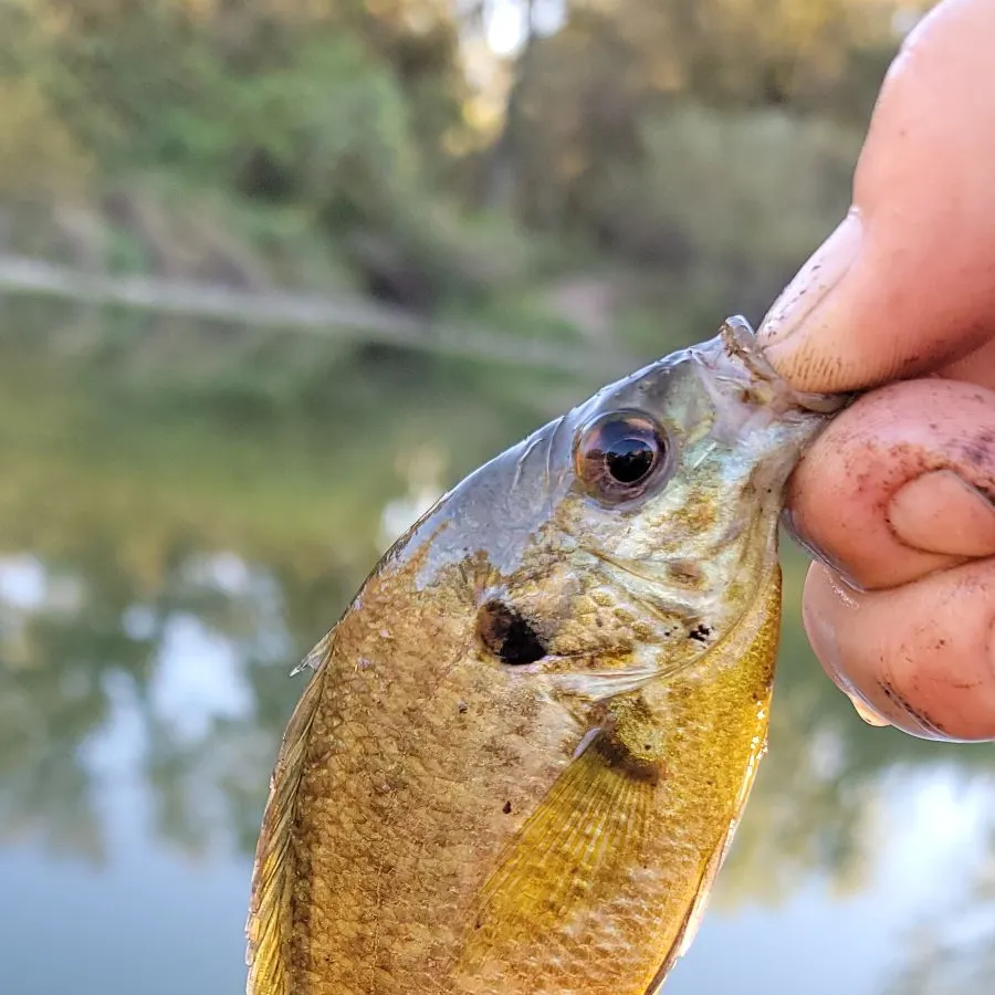 Bluegill caught on Fishbrain
