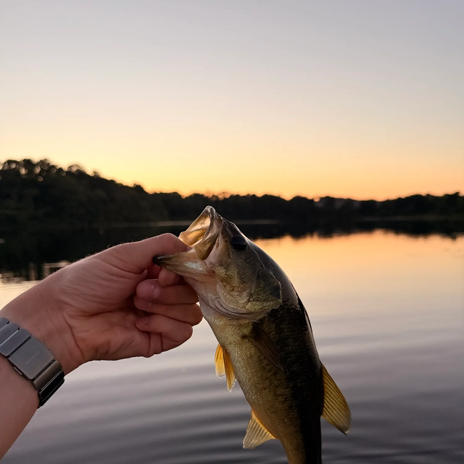 Largemouth bass caught on Fishbrain