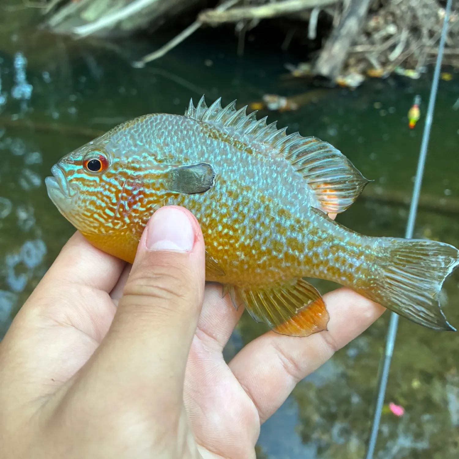 Longear sunfish caught on Fishbrain