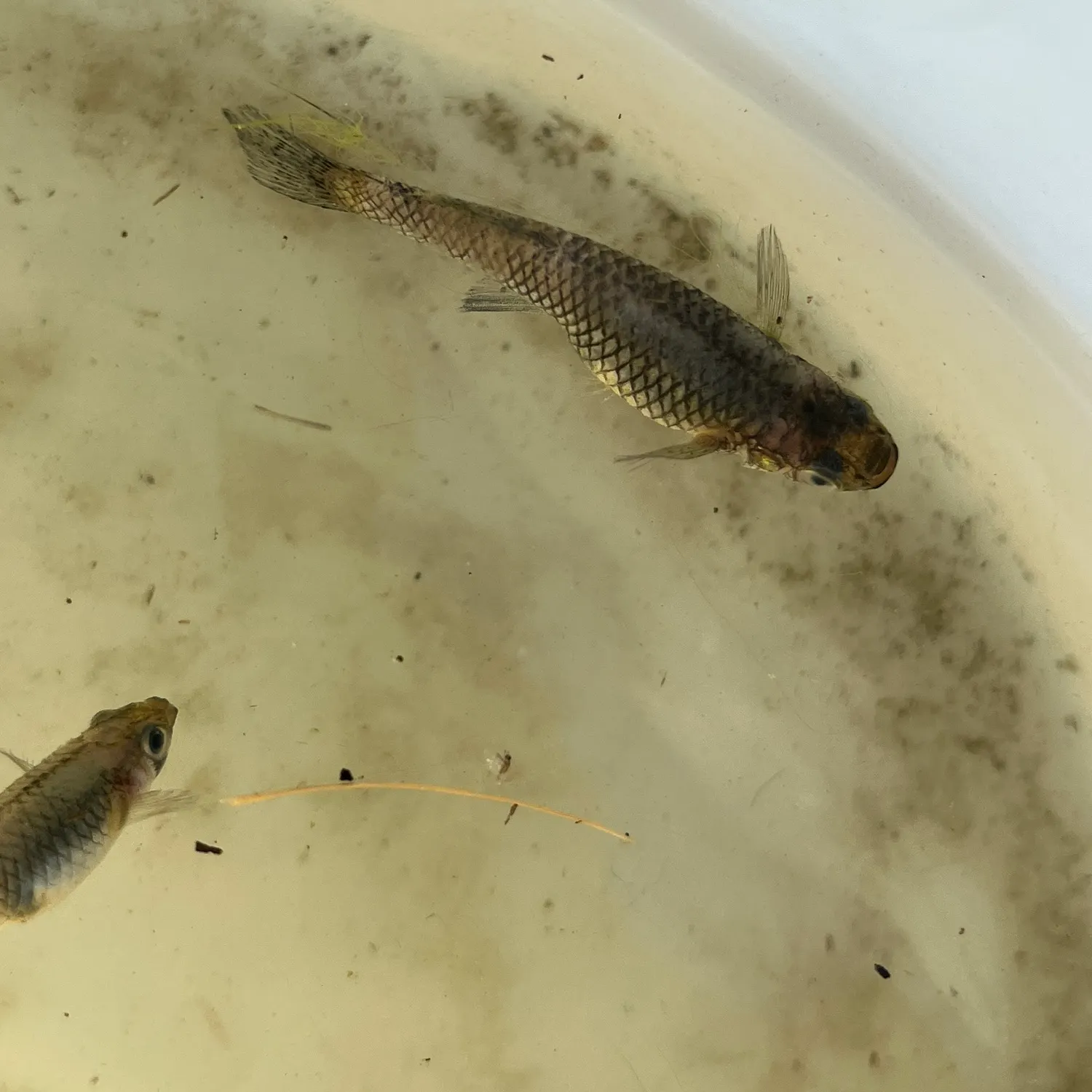 The most recent Umpqua pikeminnow catches on Fishbrain