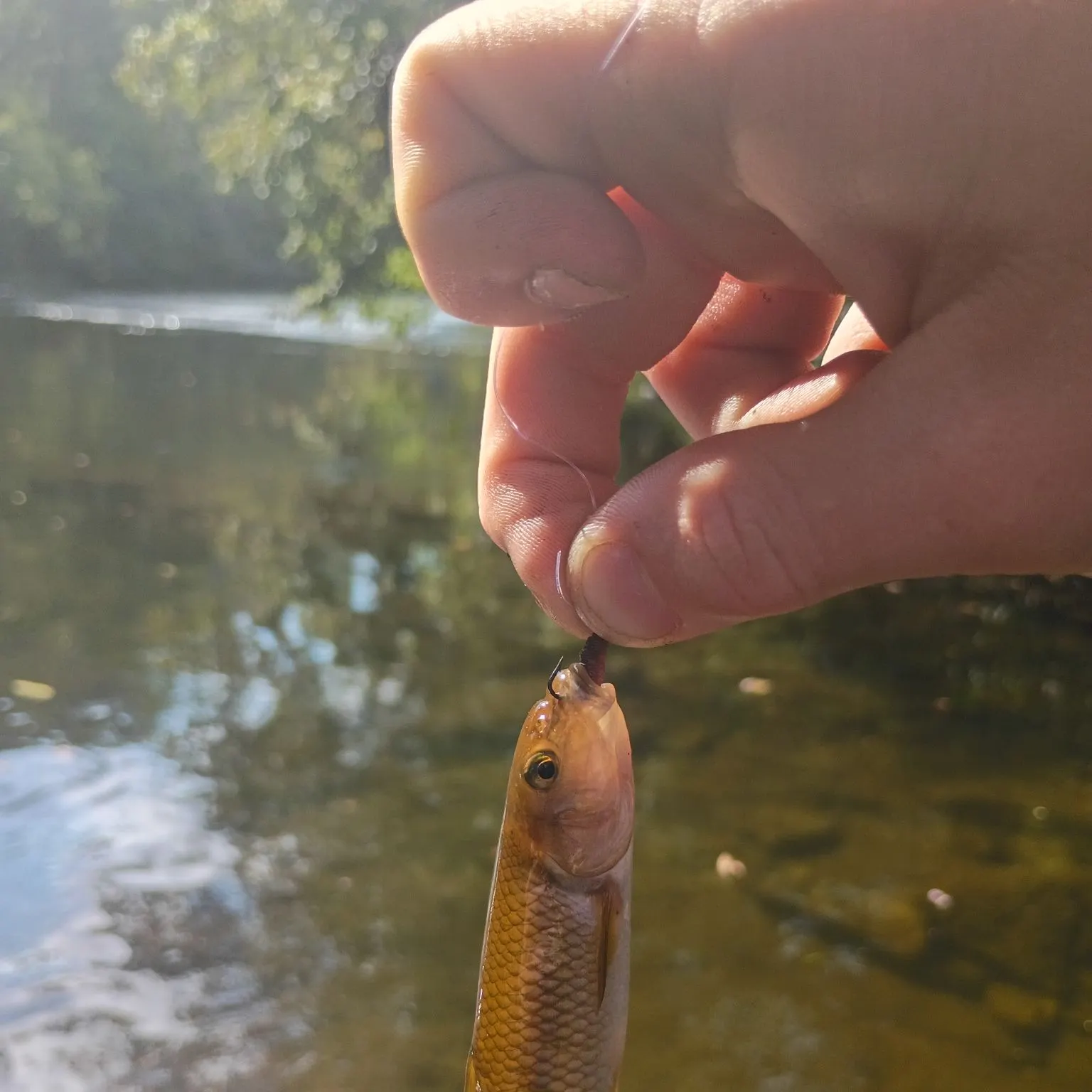 River chub caught on Fishbrain