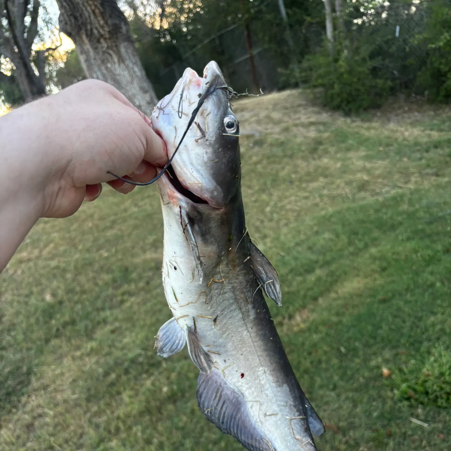 Channel catfish caught on Fishbrain