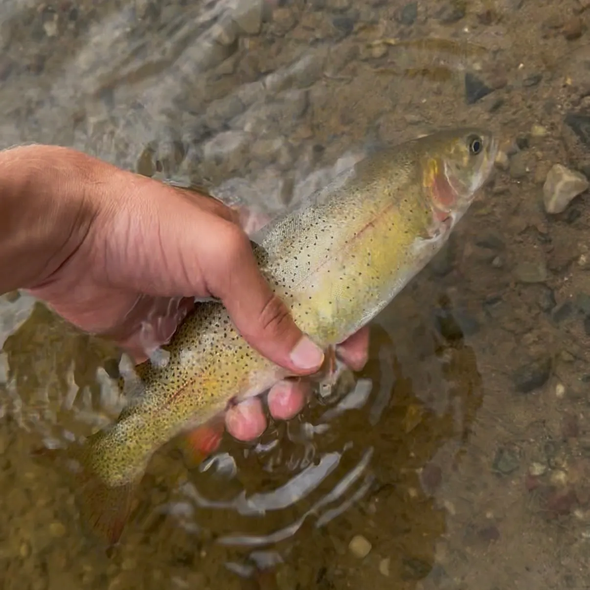 The most recent Snake River fine-spotted cutthroat trout catches on Fishbrain