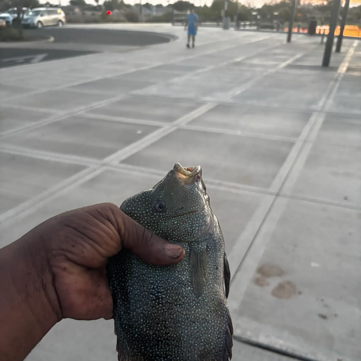 catch