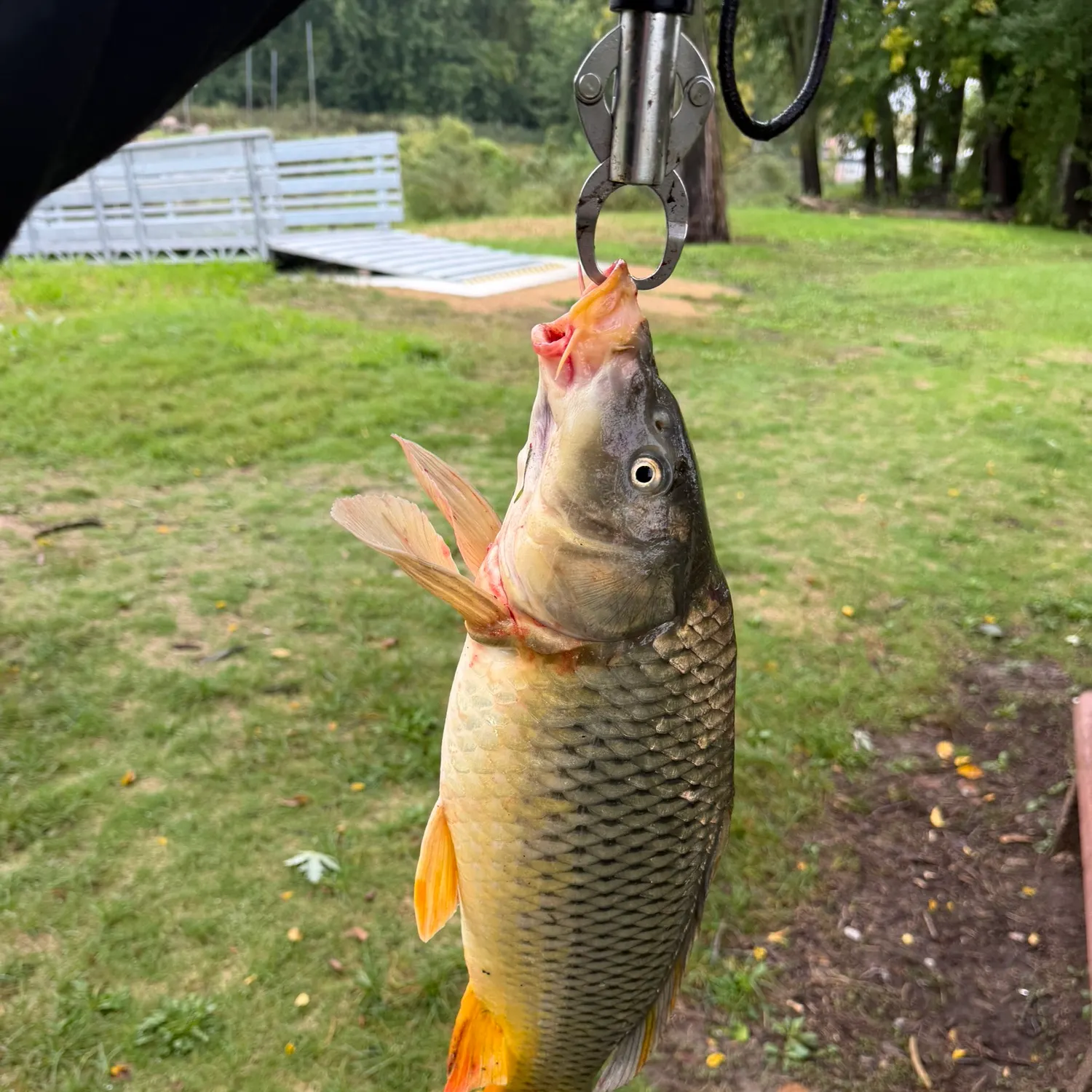 Common carp caught on Fishbrain