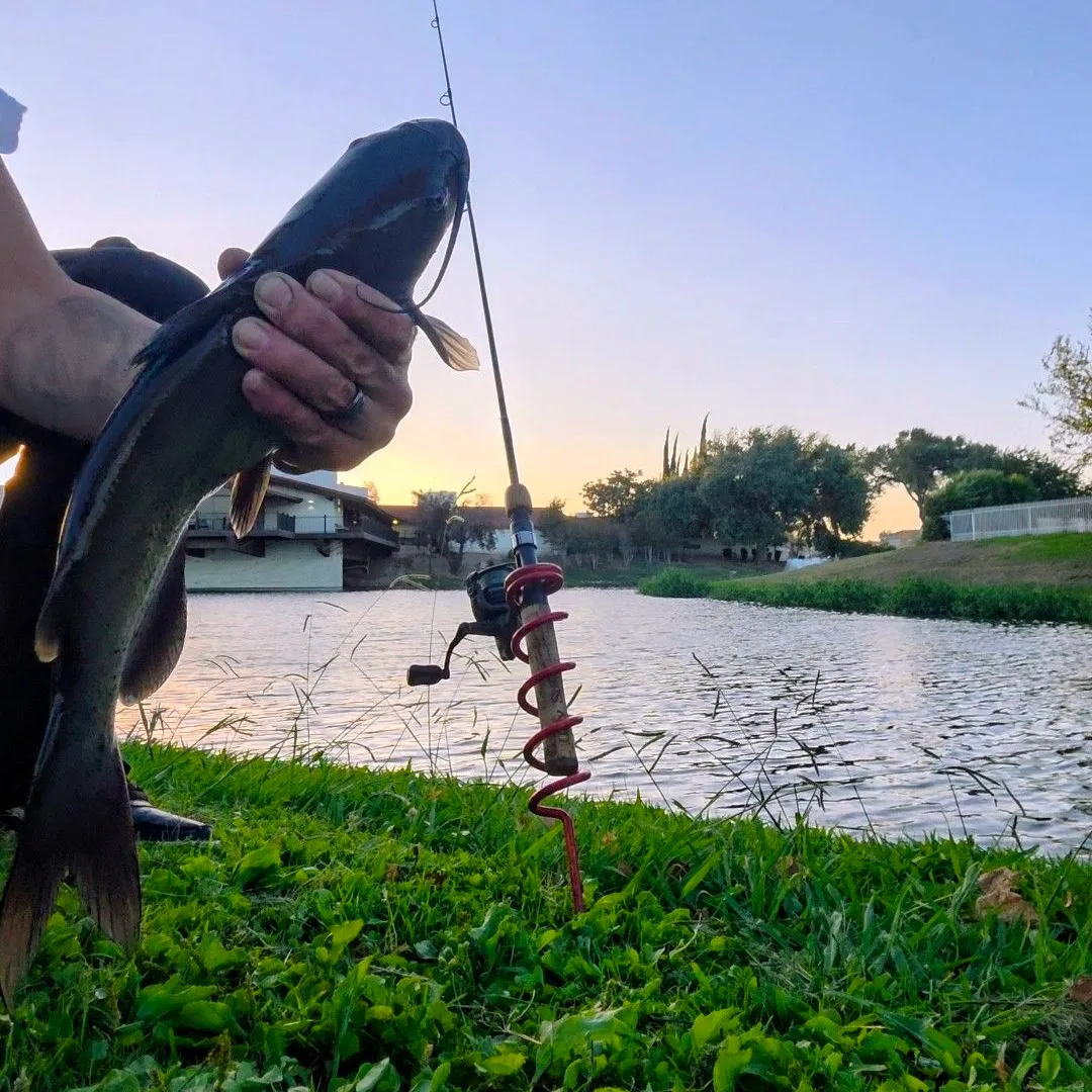 Channel catfish caught on Fishbrain