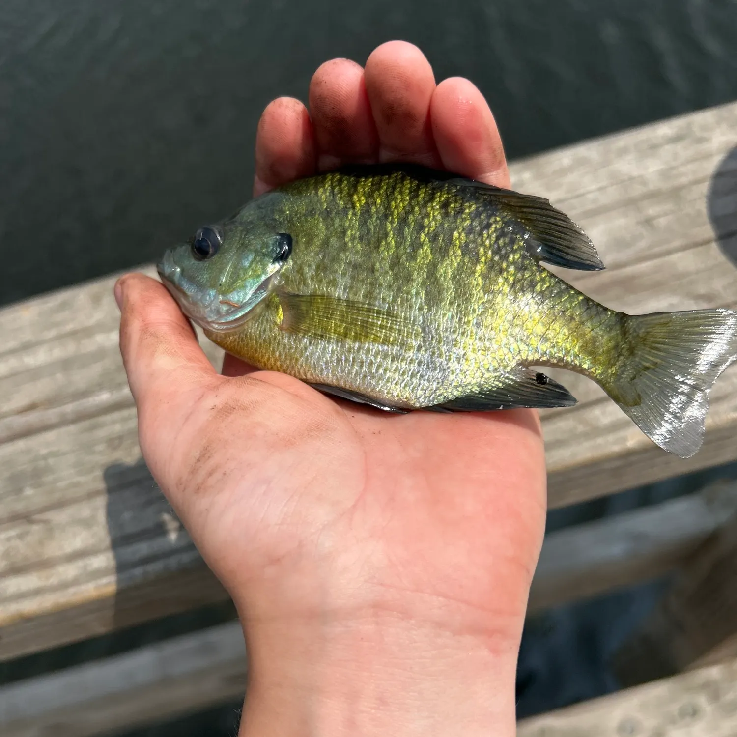 Bluegill caught on Fishbrain