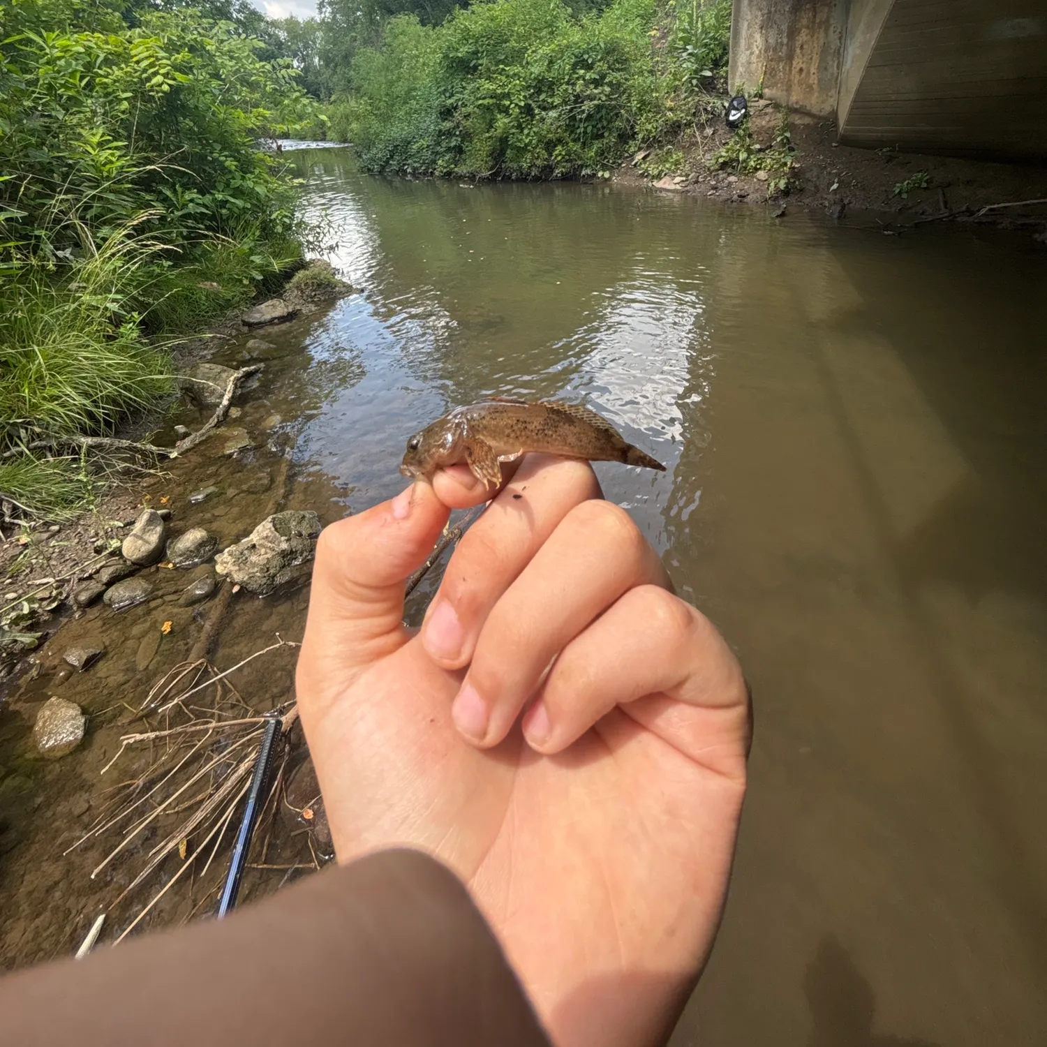 The most recent Northern tessellated darter catches on Fishbrain