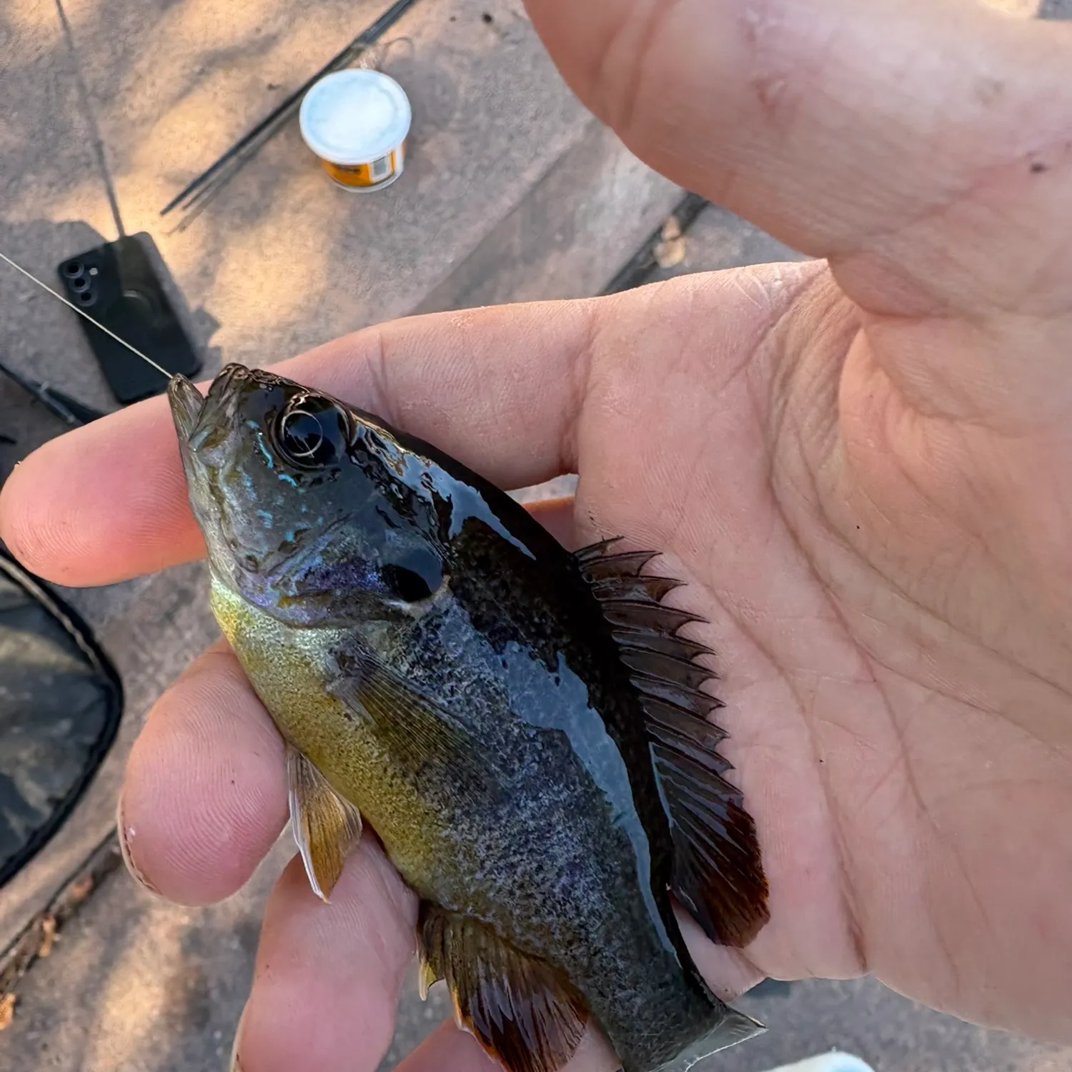 Green sunfish caught on Fishbrain